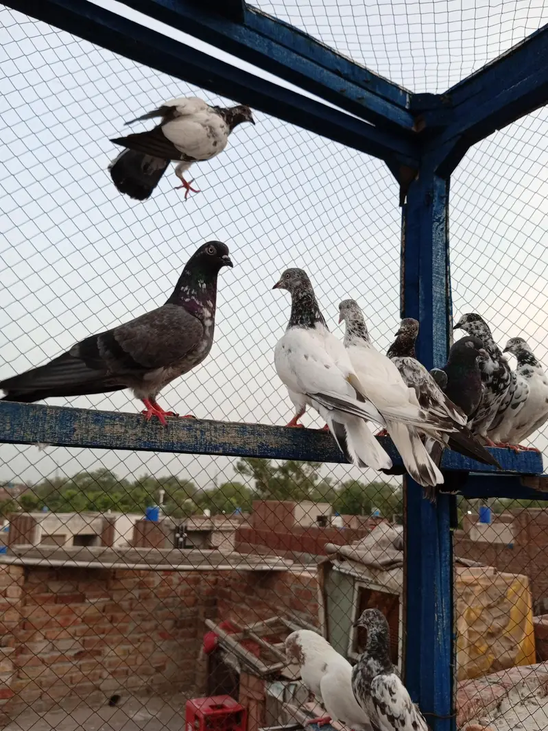 high flayr and low flayr pigeons for sale — photo 12