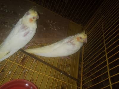 cocktail Chick best for hand tamed