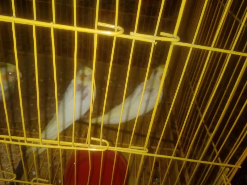 cocktail Chick best for hand tamed — photo 2