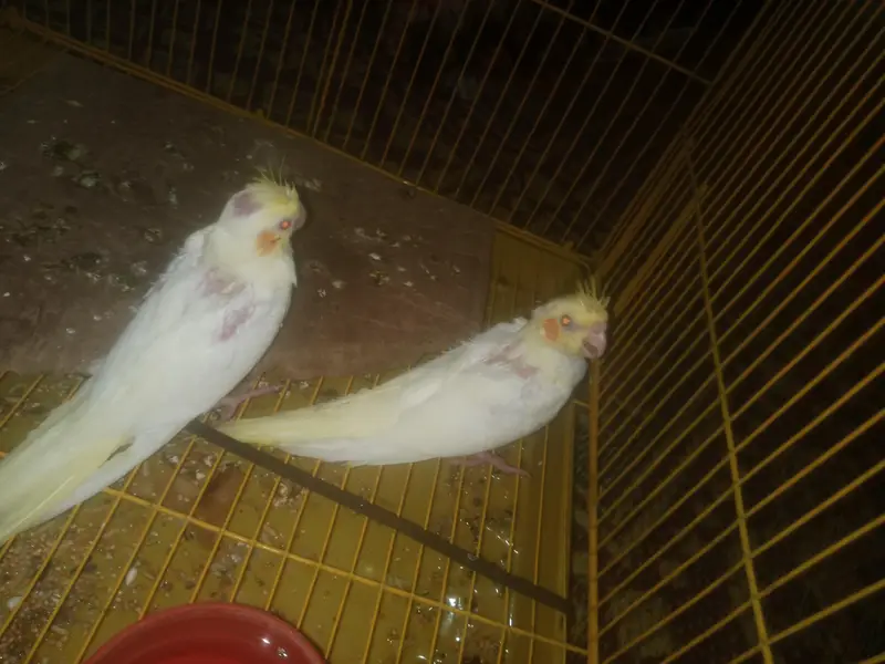 cocktail Chick best for hand tamed — photo 3