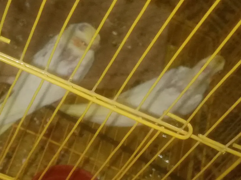 cocktail Chick best for hand tamed — photo 5