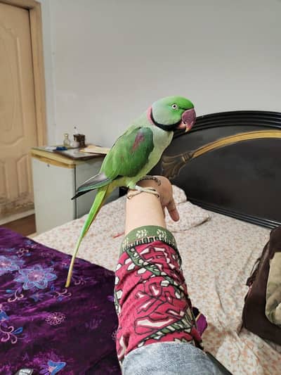 raw parrot male hand Tame
