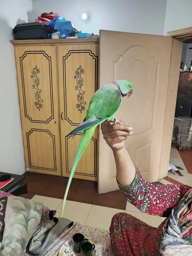 raw parrot male hand Tame — photo 2