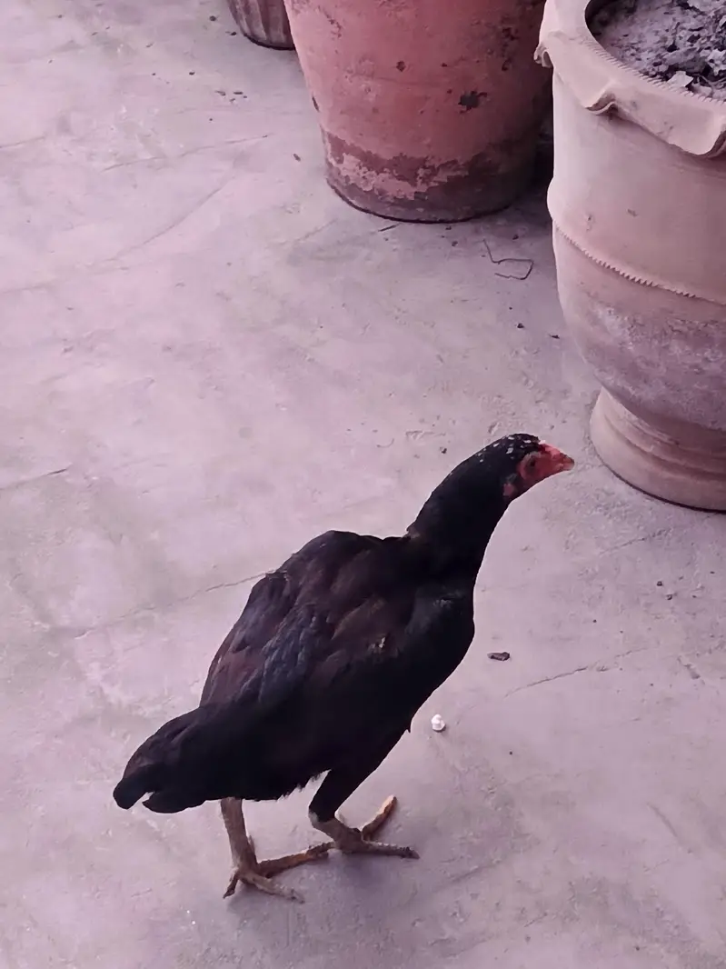 Herra Aseel Pair, Thai Aseel Hen, Thai Chiks — photo 3