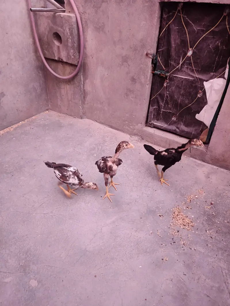 Herra Aseel Pair, Thai Aseel Hen, Thai Chiks — photo 4