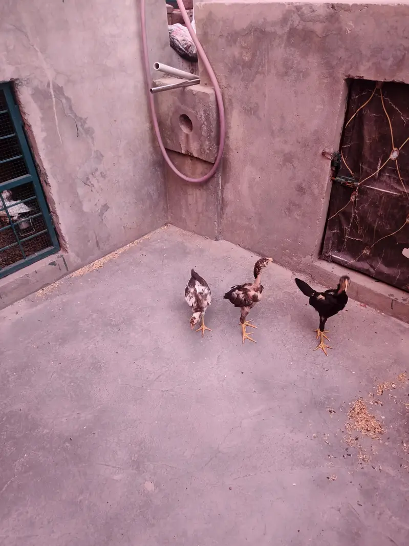 Herra Aseel Pair, Thai Aseel Hen, Thai Chiks — photo 5