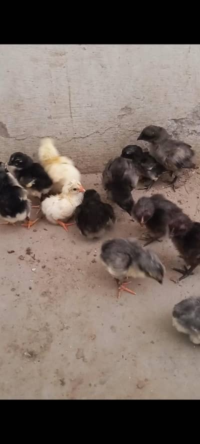 Thai dragon aseel chicks 03014237451 call me