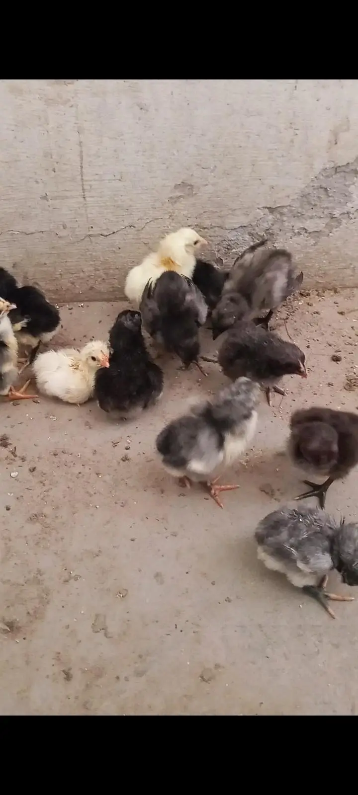 Thai dragon aseel chicks 03014237451 call me — photo 2