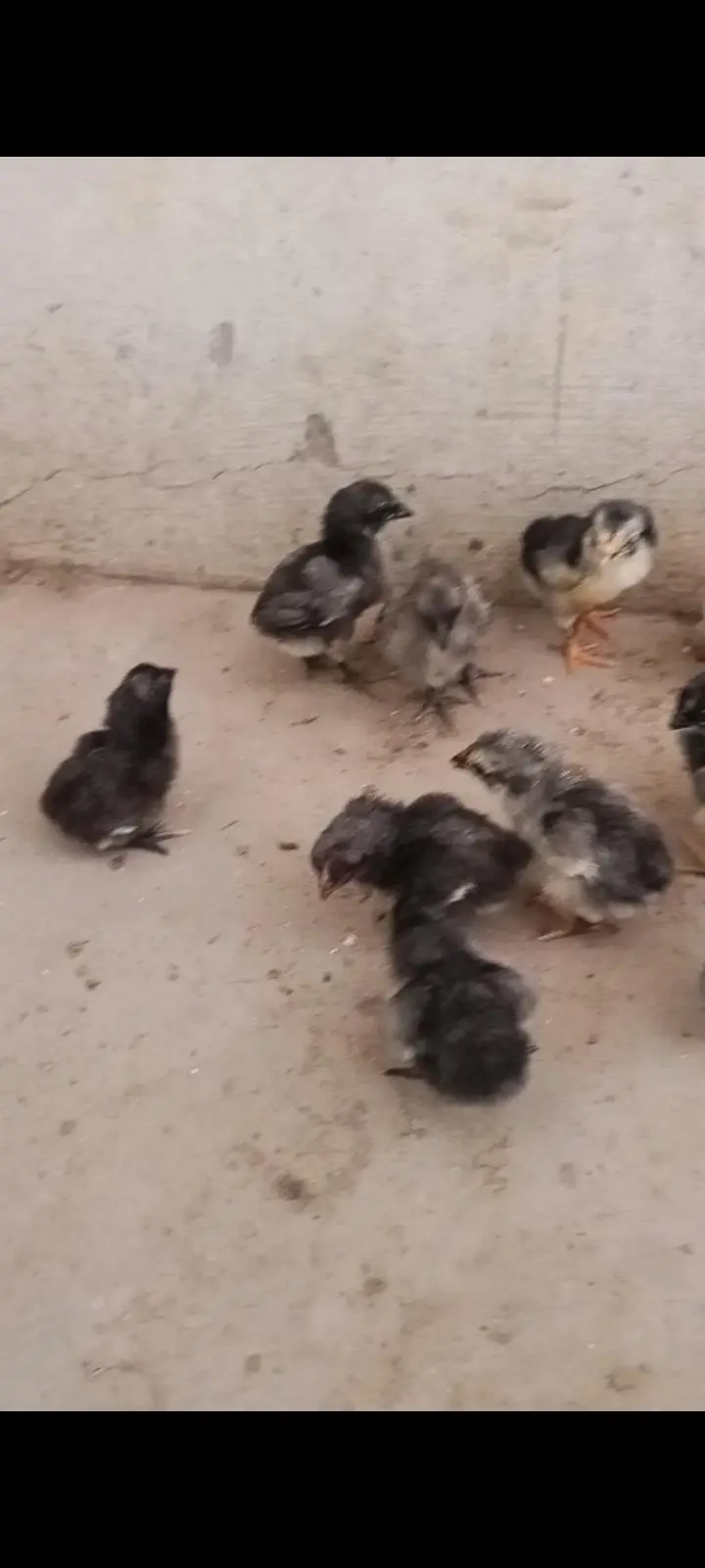 Thai dragon aseel chicks 03014237451 call me — photo 3