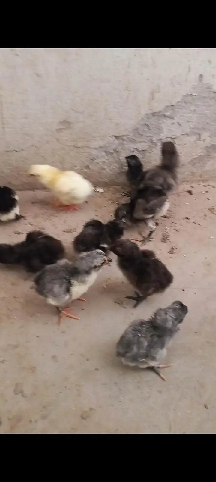 Thai dragon aseel chicks 03014237451 call me — photo 4