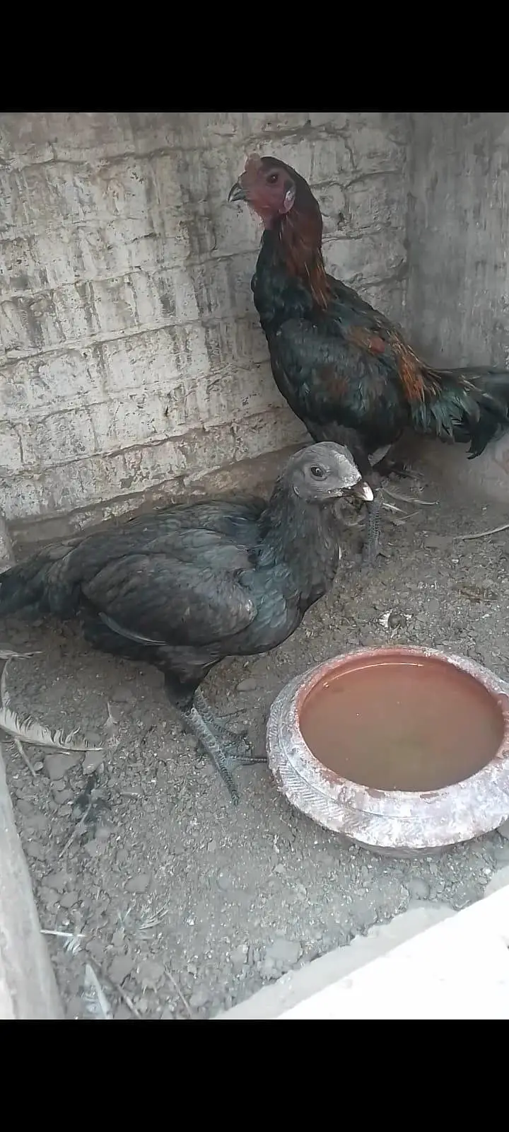 Thai dragon aseel chicks 03014237451 call me — photo 5