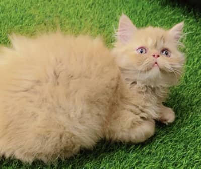 Punch face Female kitten available