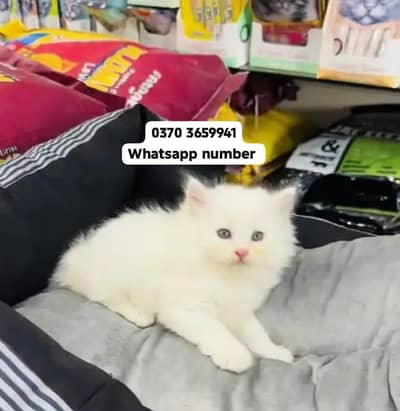 ( Persian Female Kitten ) For sale Contact WhatsApp