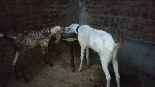 BAKRA for sale fresh 2 dant ha 2