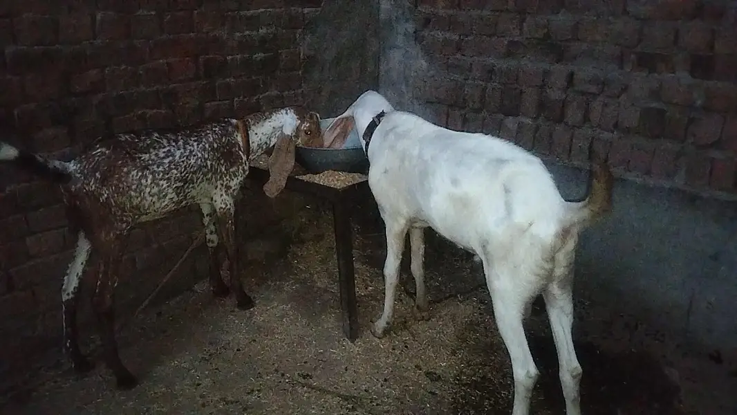 BAKRA for sale fresh 2 dant ha 2 — photo 2