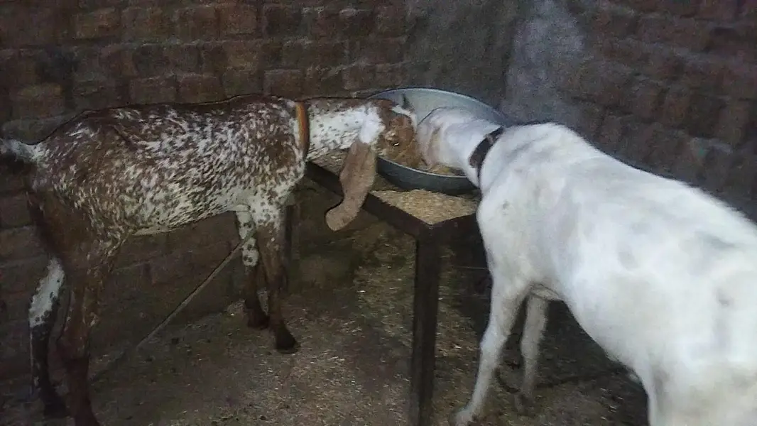 BAKRA for sale fresh 2 dant ha 2 — photo 3