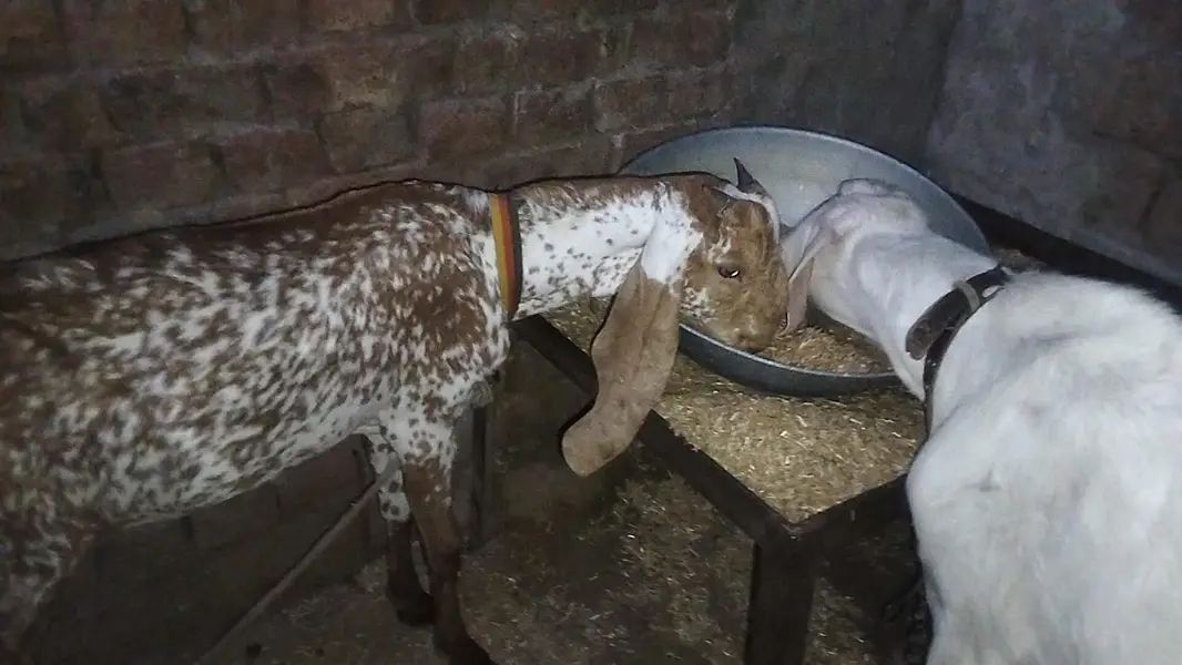BAKRA for sale fresh 2 dant ha 2 — photo 4