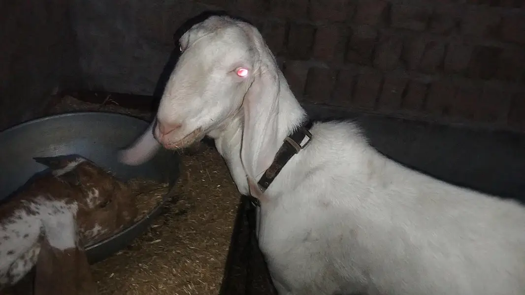 BAKRA for sale fresh 2 dant ha 2 — photo 5