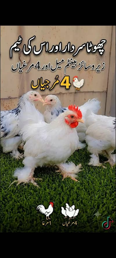Bantam complete sett