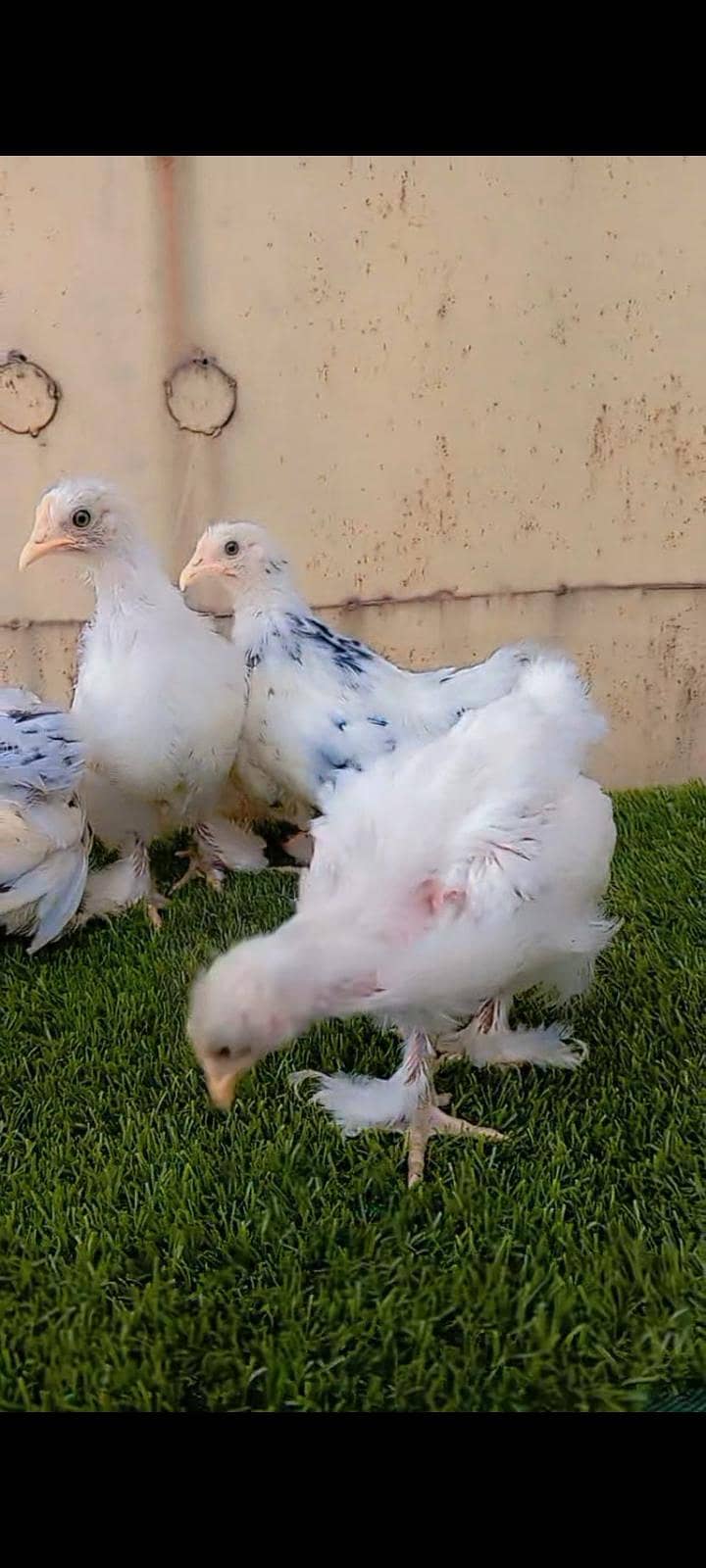 Bantam complete sett 1