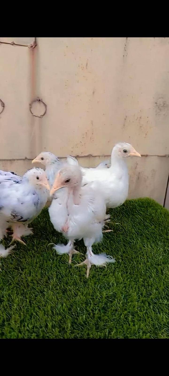 Bantam complete sett 2
