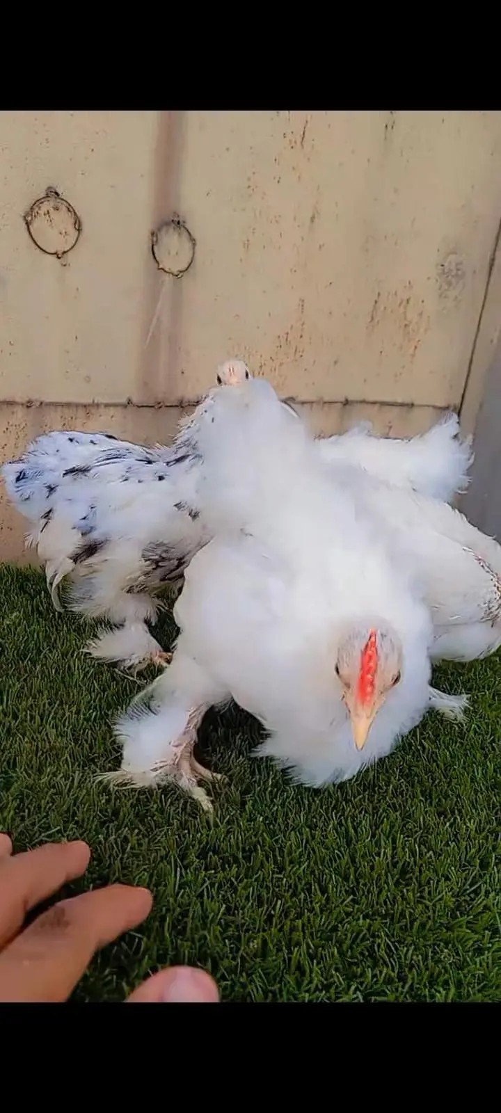 Bantam complete sett — photo 4