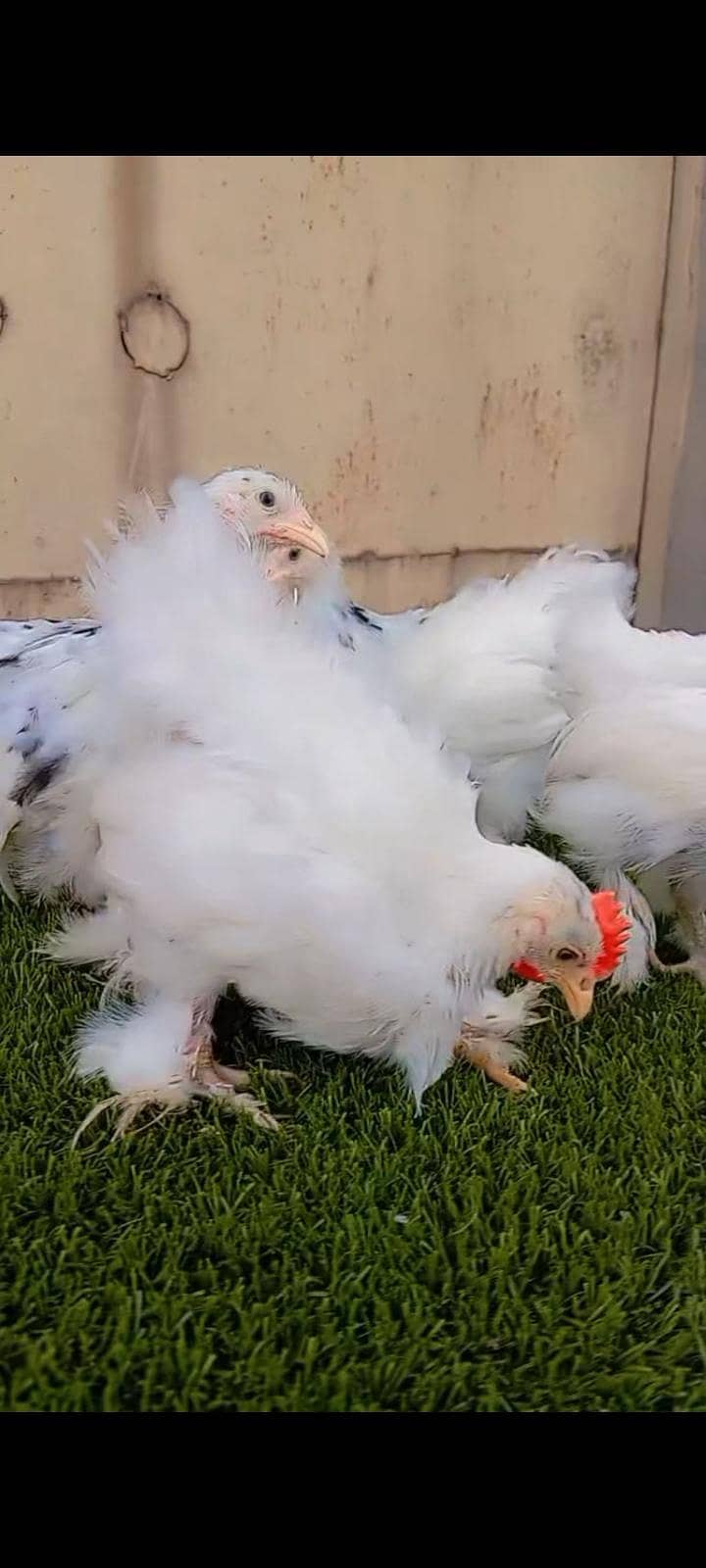 Bantam complete sett 4