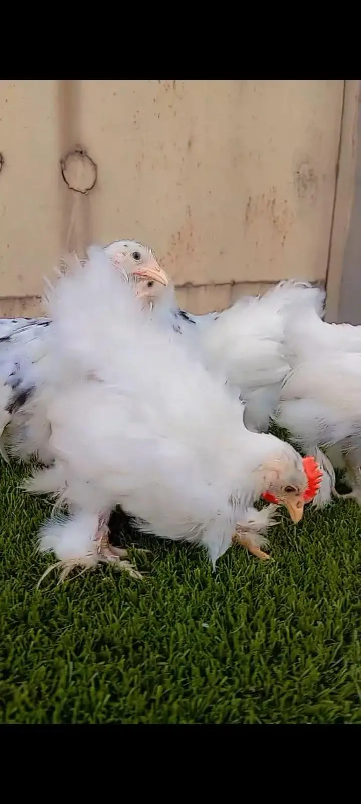 Bantam complete sett — photo 5