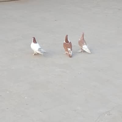 کبوتر