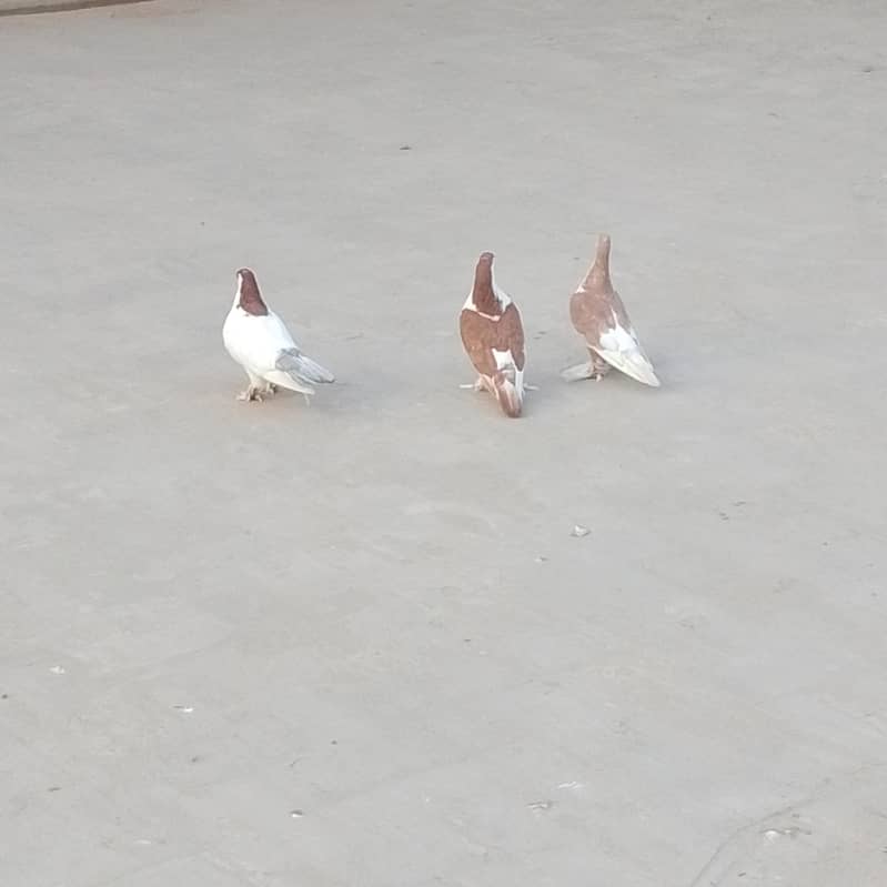 کبوتر 0