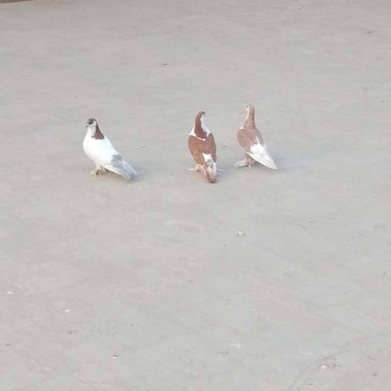کبوتر 1