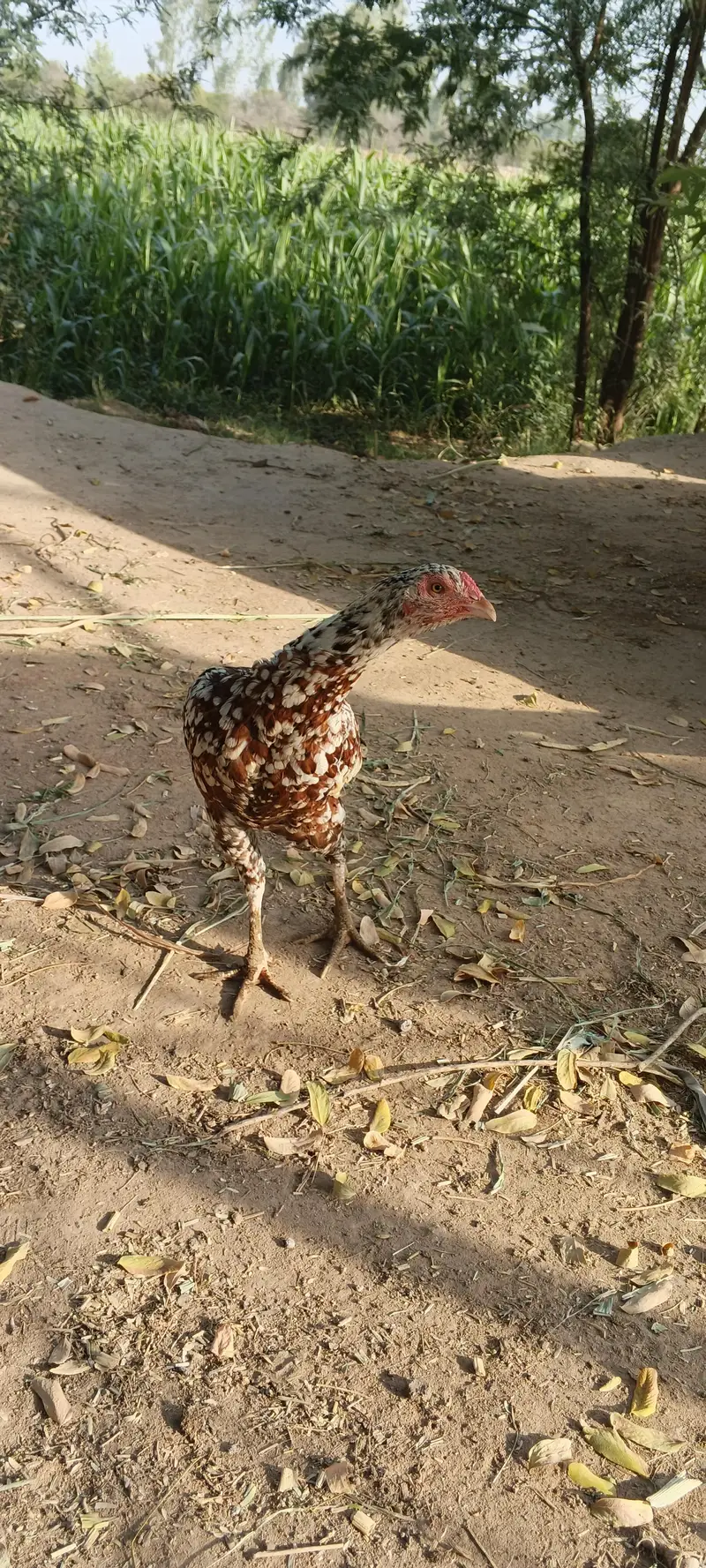 شوقین حضرات کے لیے خوبصورت اصیل مرغی — photo 3