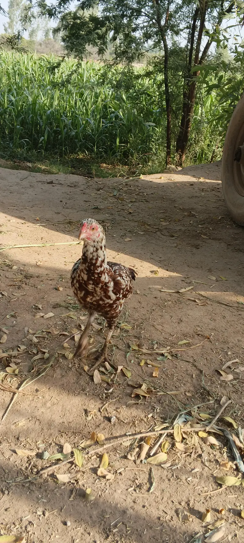 شوقین حضرات کے لیے خوبصورت اصیل مرغی — photo 4