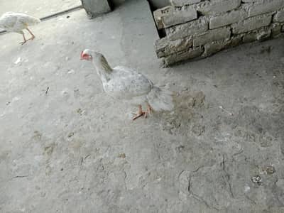 high quality hens