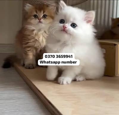 ( Persian Female Kitten ) For sale Contact WhatsApp