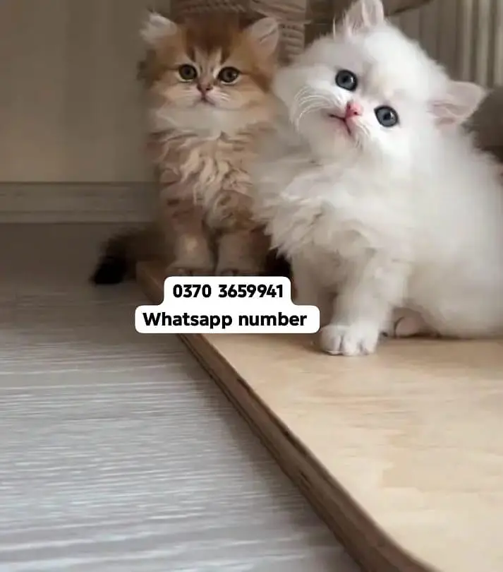 ( Persian Female Kitten ) For sale Contact WhatsApp — photo 2