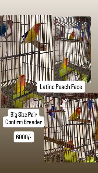 Big Size Latino Peach Face Lovebirds (breeder Pair)