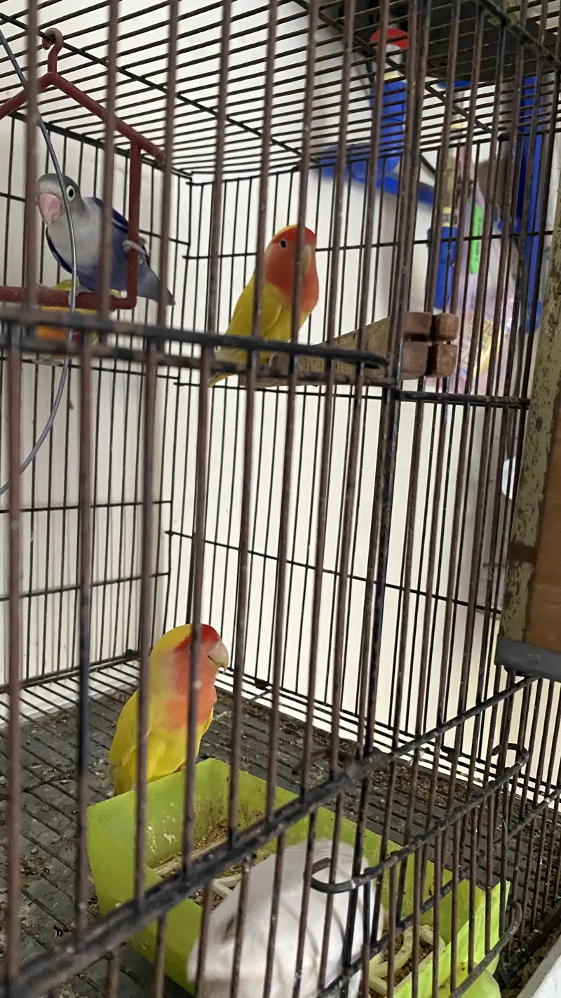Big Size Latino Peach Face Lovebirds (breeder Pair) — photo 2