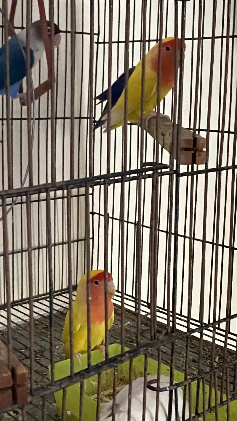 Big Size Latino Peach Face Lovebirds (breeder Pair) — photo 3