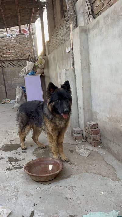 German shepherd long coat