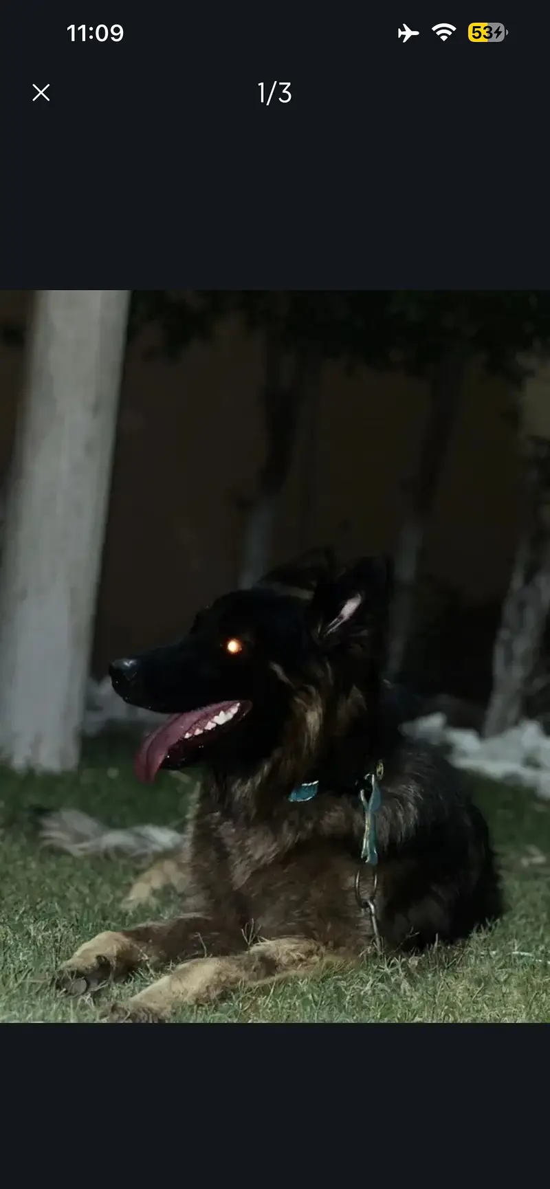 German shepherd long coat — photo 2