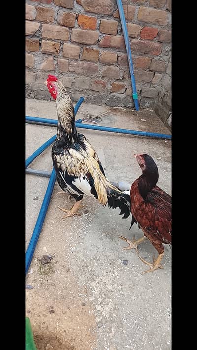 Aseel Murgha and x Aseel Hens for  sale