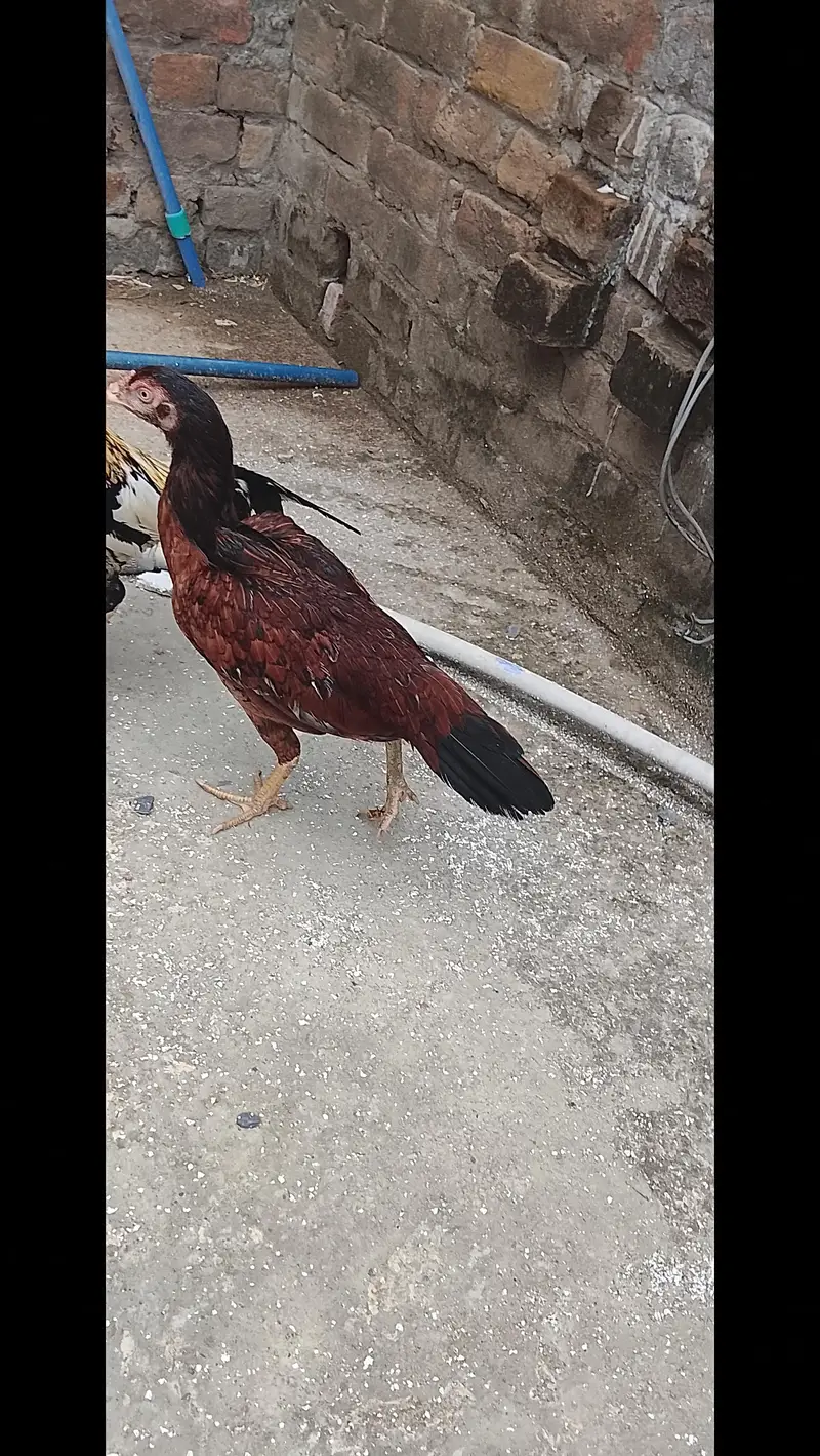 Aseel Murgha and x Aseel Hens for  sale — photo 2