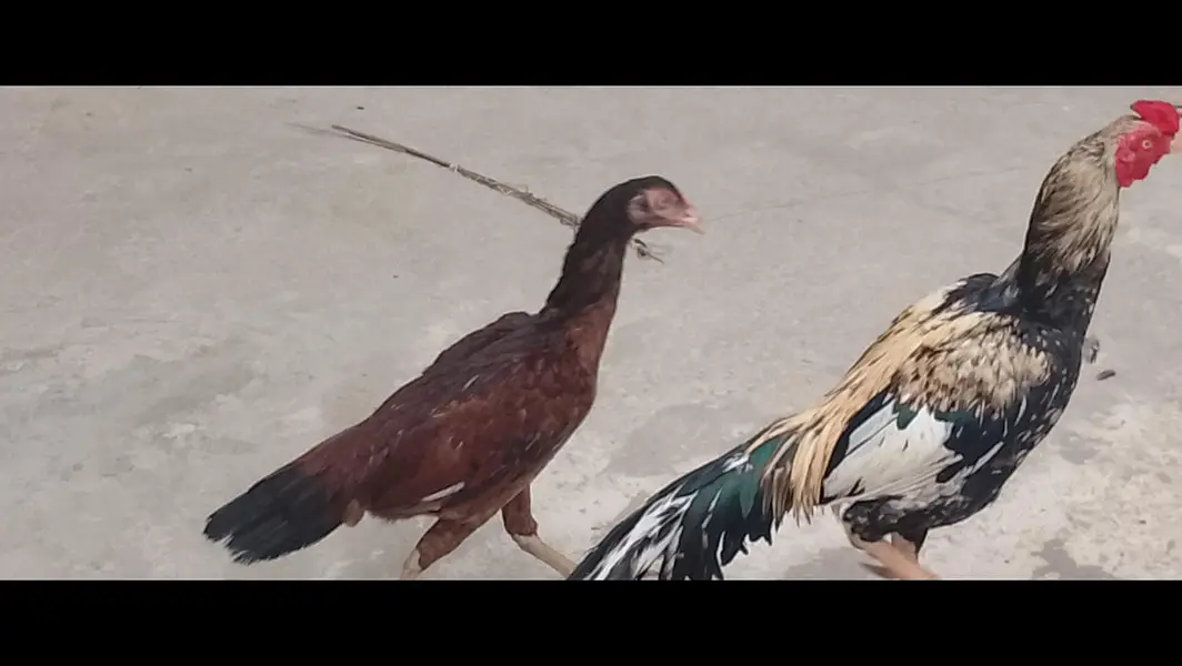 Aseel Murgha and x Aseel Hens for  sale — photo 3