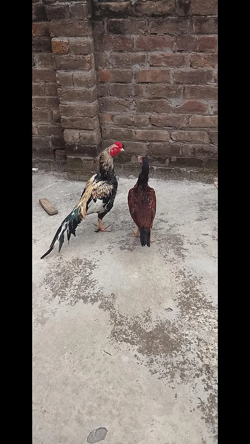 Aseel Murgha and x Aseel Hens for  sale — photo 4
