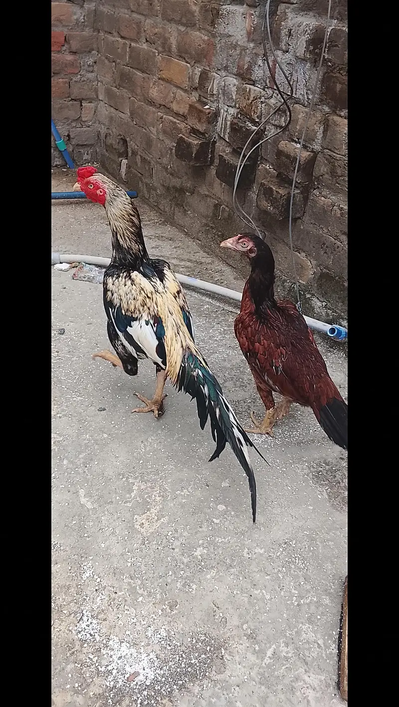Aseel Murgha and x Aseel Hens for  sale — photo 5