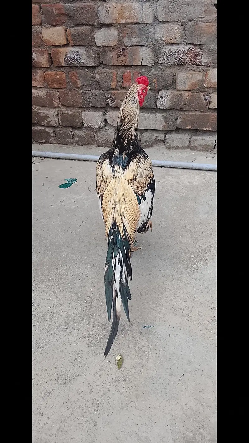 Aseel Murgha and x Aseel Hens for  sale — photo 6