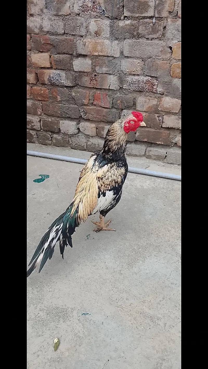 Aseel Murgha and x Aseel Hens for  sale — photo 7