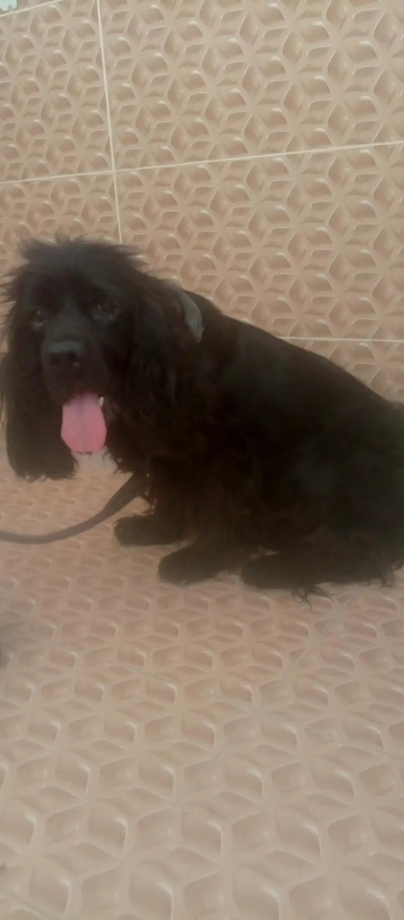 American cocker male — photo 3