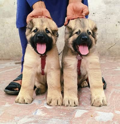 Turkish kangal security guard dog for sale